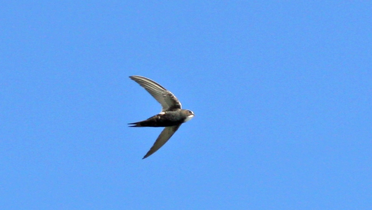 Horus Swift [Apus horus horus]