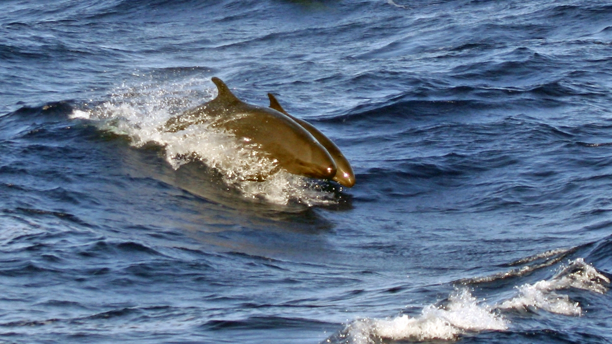 False Killer Whale [Pseudorca crassidens]