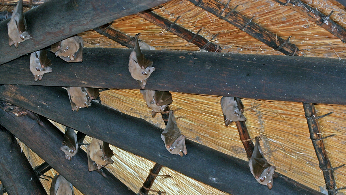 Peters's Epauletted Fruit Bat [Epomophorus crypturus]