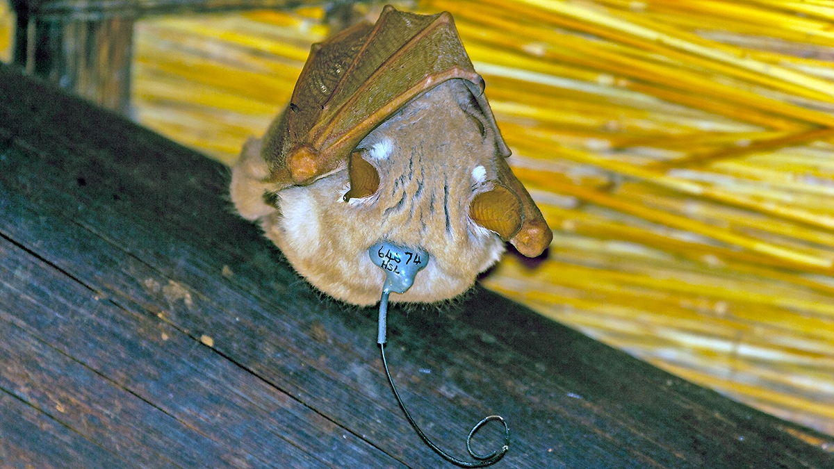 Peters's Epauletted Fruit Bat [Epomophorus crypturus]