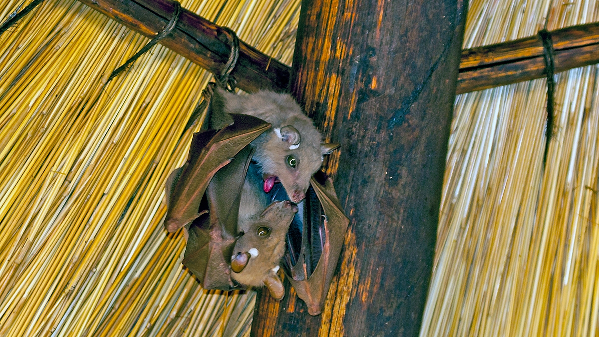 Peters's Epauletted Fruit Bat [Epomophorus crypturus]