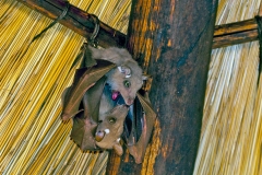 Peters's Epauletted Fruit Bat [Epomophorus crypturus]