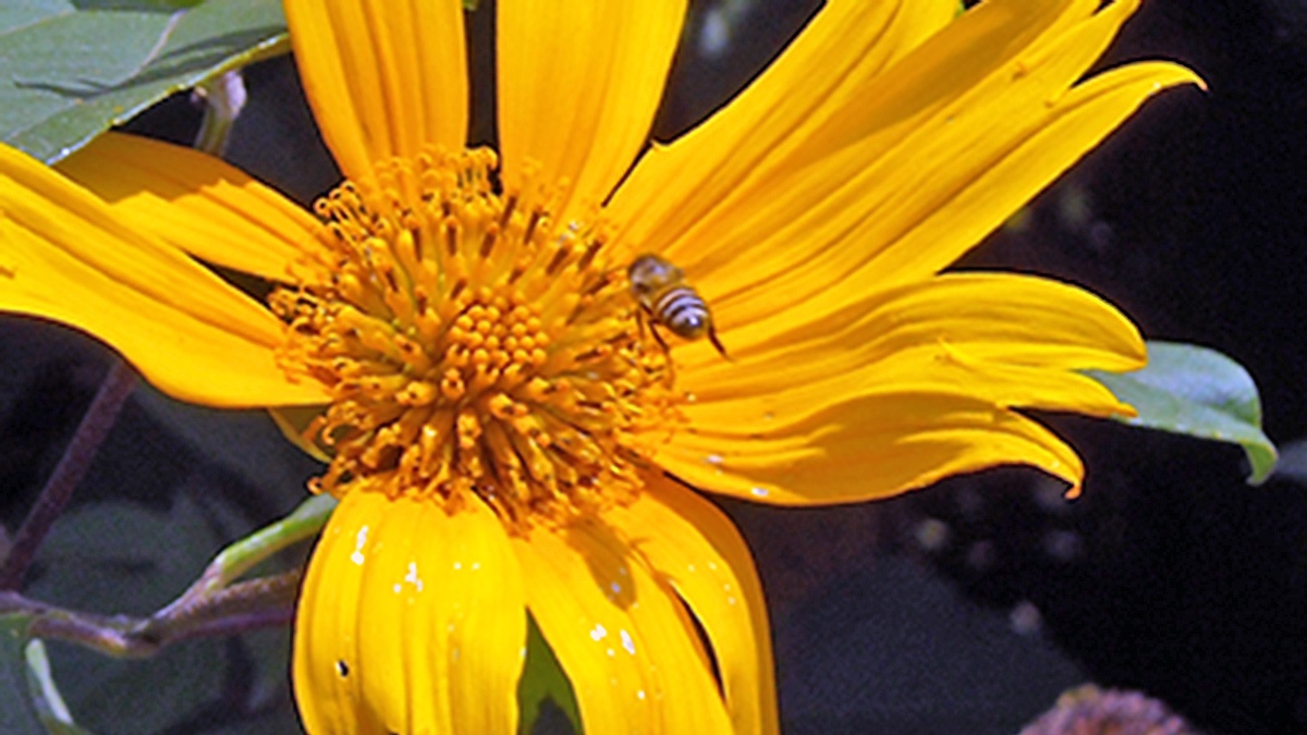 Western Honey Bee [Apis mellifera adansoni]