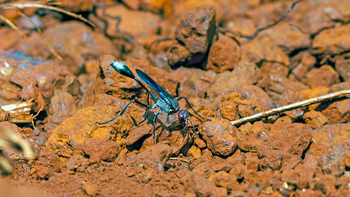mud-dauber wasp [Chalybion  sp.]