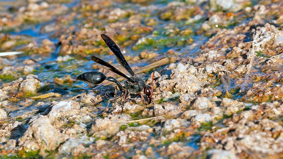 Black Mud Wasp [Delta emarginatum]