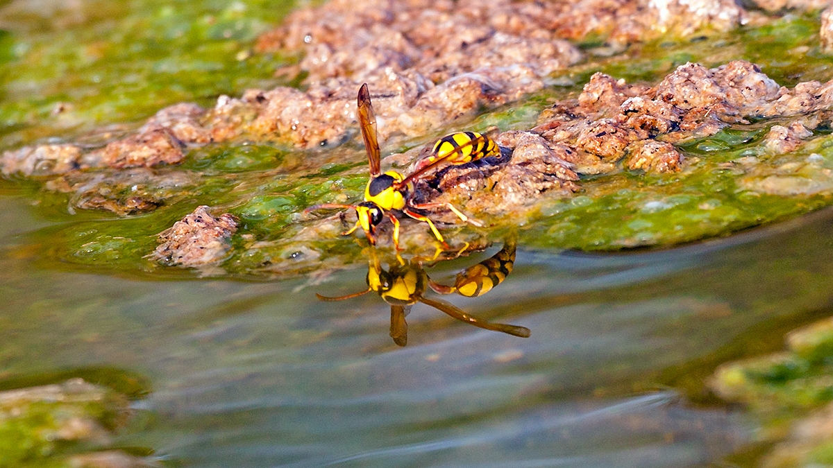 potter wasp [Delta lepeleterii]