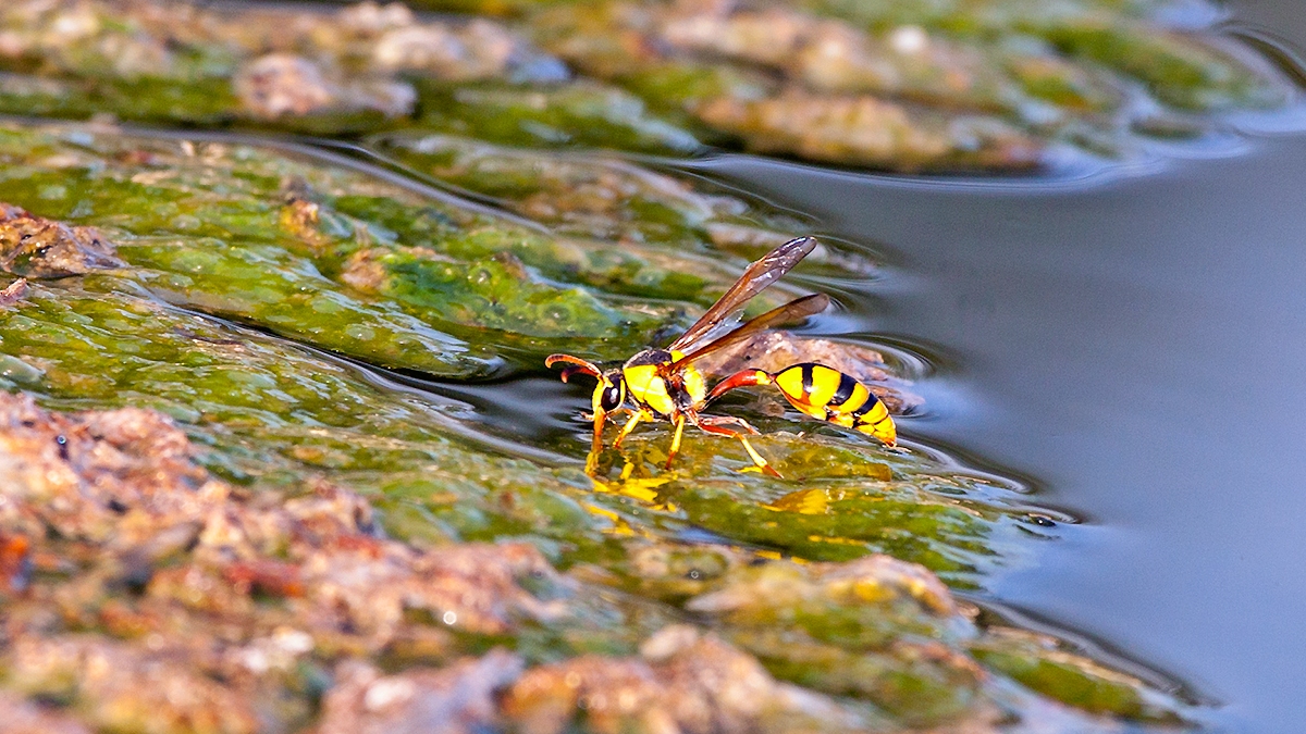 potter wasp [Delta lepeleterii]