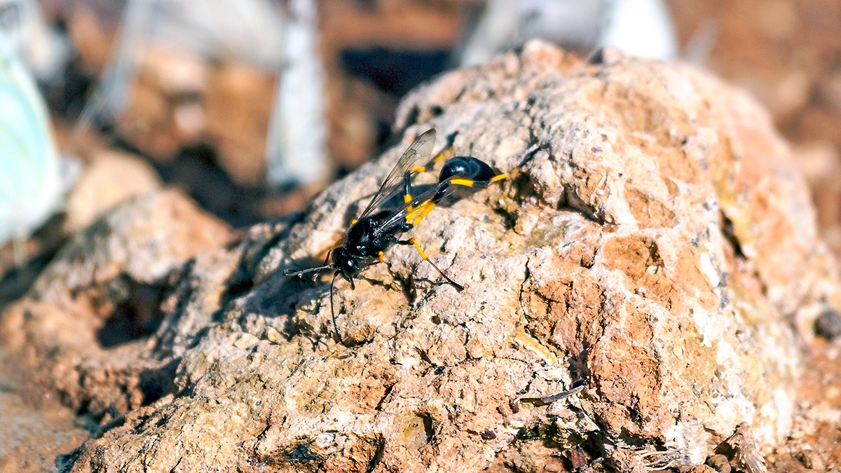 Mud-dauber Wasp [Sceliphron spirifex]