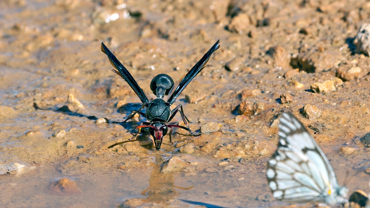 Black Mud Wasp [Delta emarginatum]