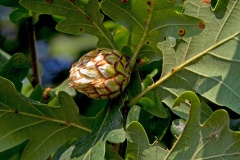 Artichoke Gall Wasp (Andricus foecundatrix) Artichoke Gall Wasp (Andricus foecundatrix)