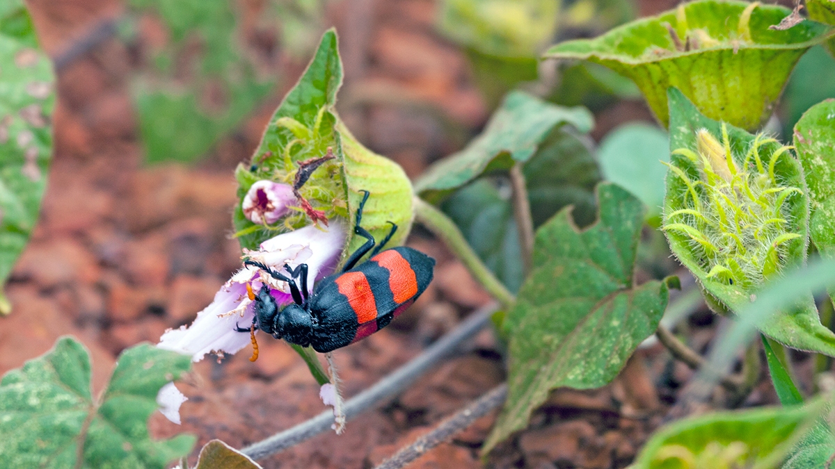 Two-banded Blister-beetle [Mylabris bifasciata]