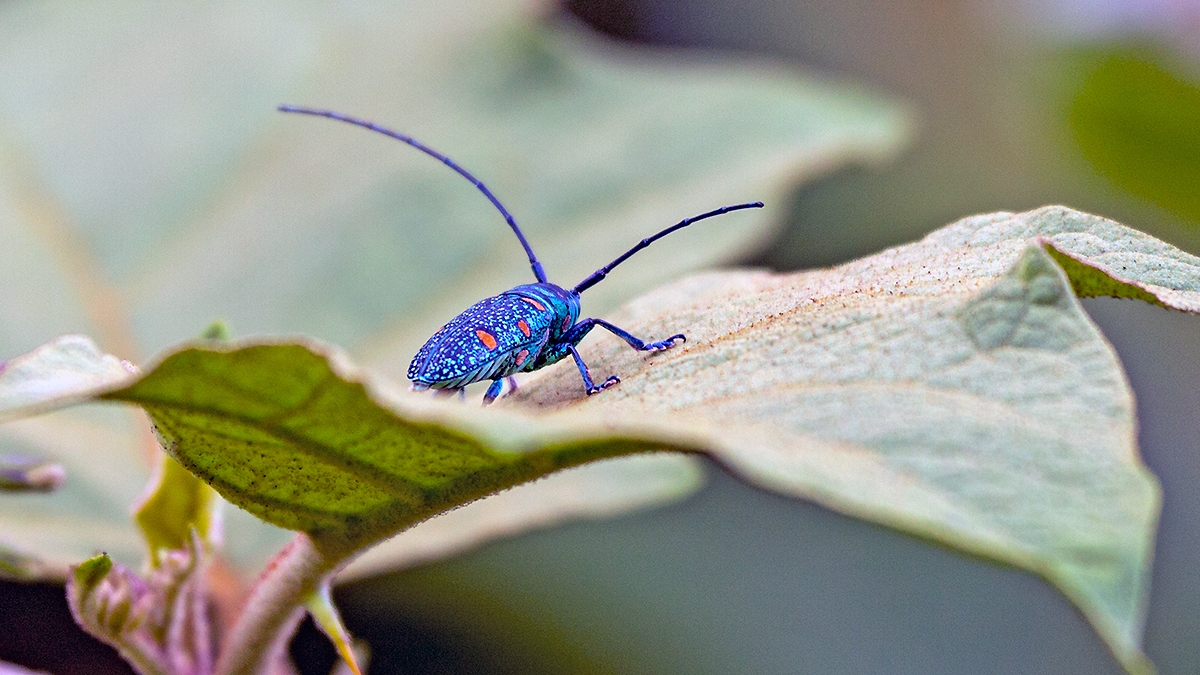 flat-faced longhorn beetle [Zographus regalis]