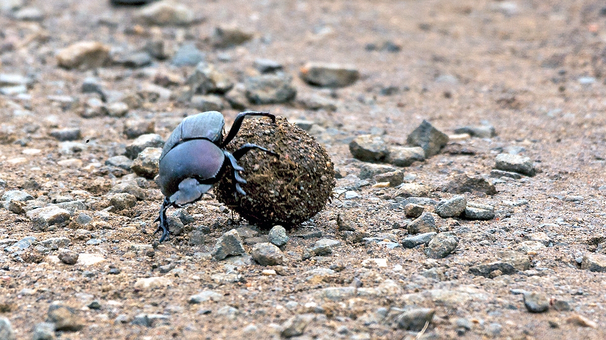 Giant Flattened Dung Beetle [Pachylomera femoralis]