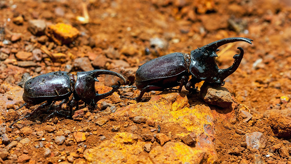 Centaurus Beetle [Augosoma centaurus]