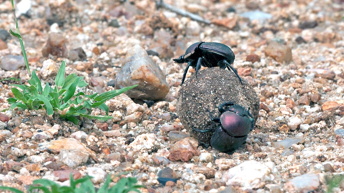 Diurnal Copper Dung Beetle [Kheper nigroeaneus?]