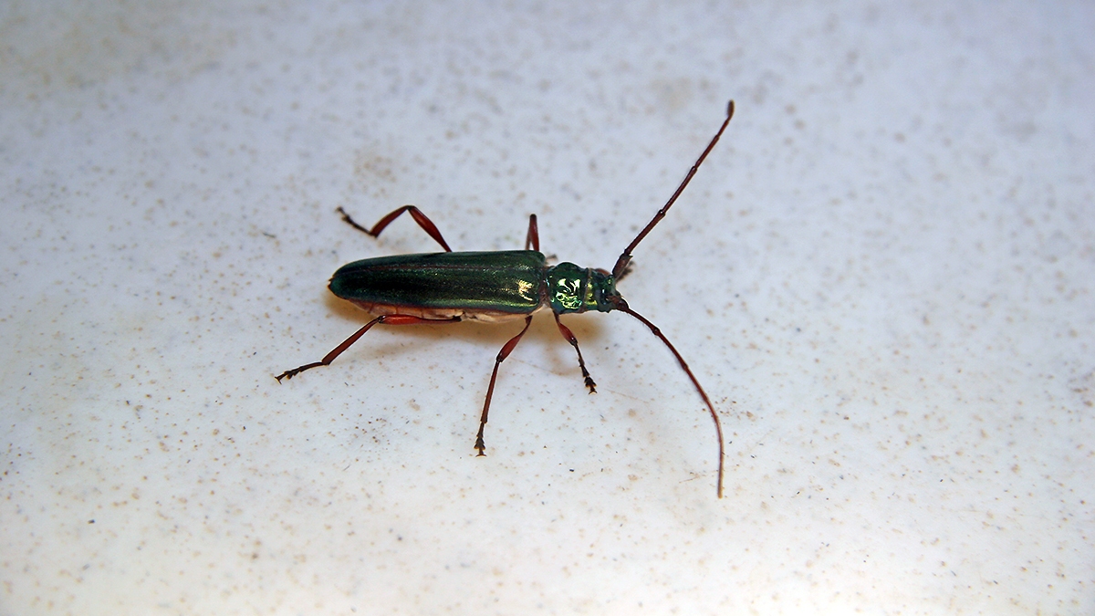 longhorn beetle