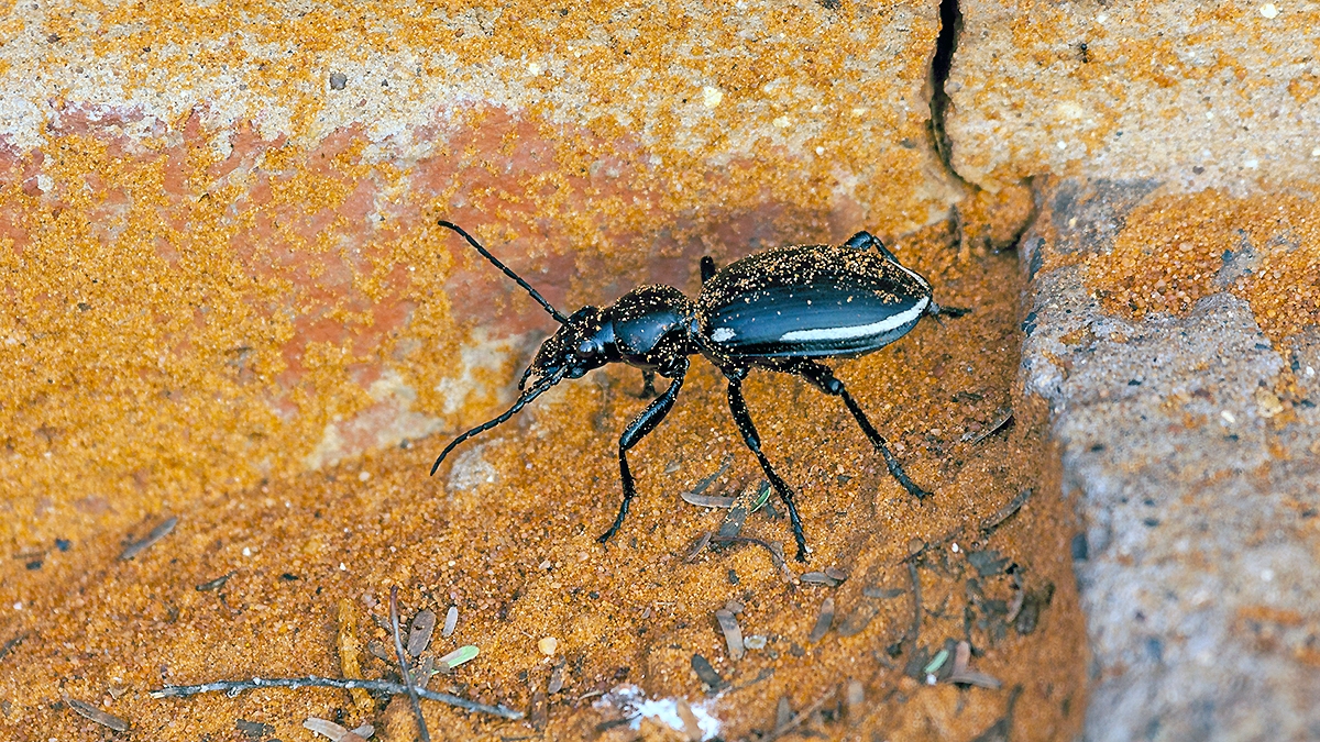 Twospot Ground Beetle [Anthia omoplata]