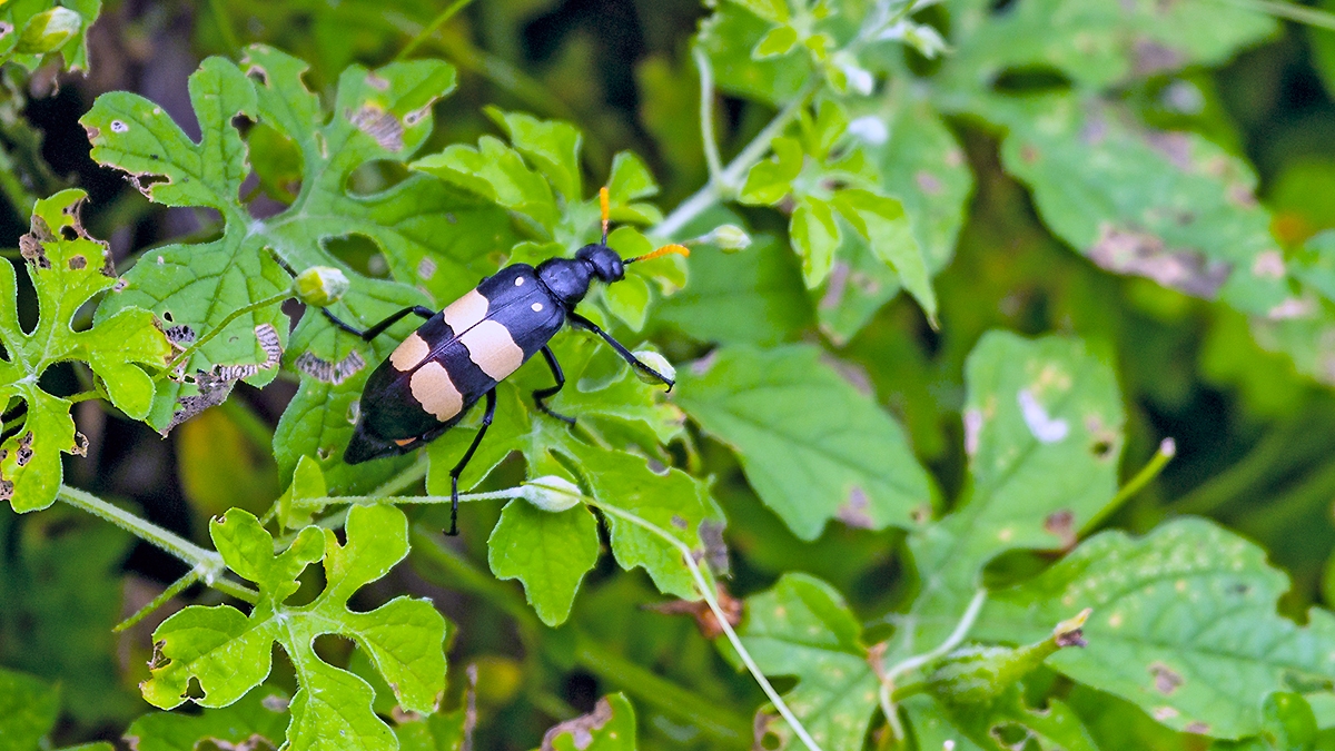 CMR Blister Beetle [Hycleus oculatus]