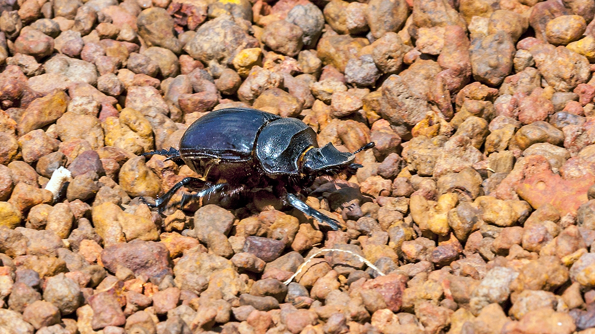 giant dung beetle [Heliocopris sp.]