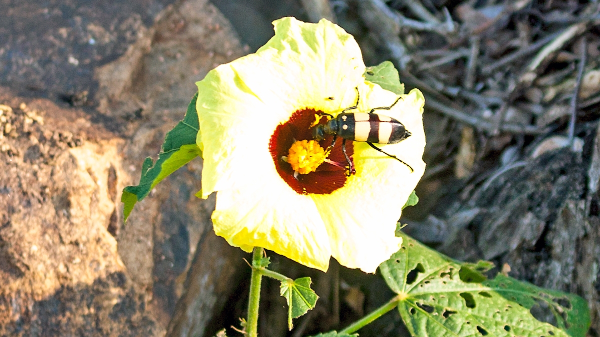 CMR Blister Beetle [Hycleus oculatus]