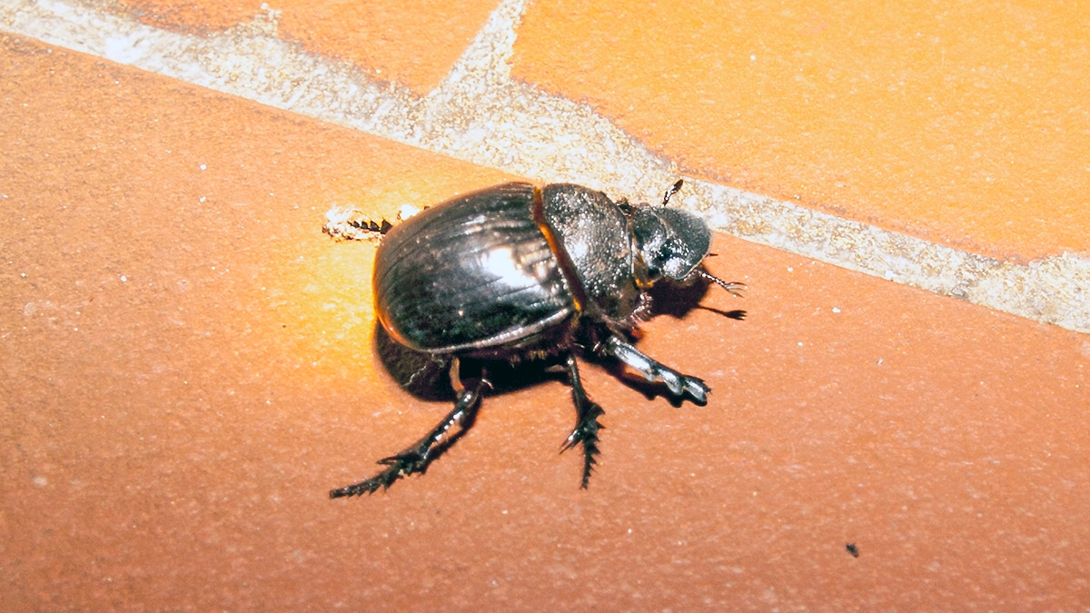 Trident Dung Beetle [Heliocopris neptunus ?]