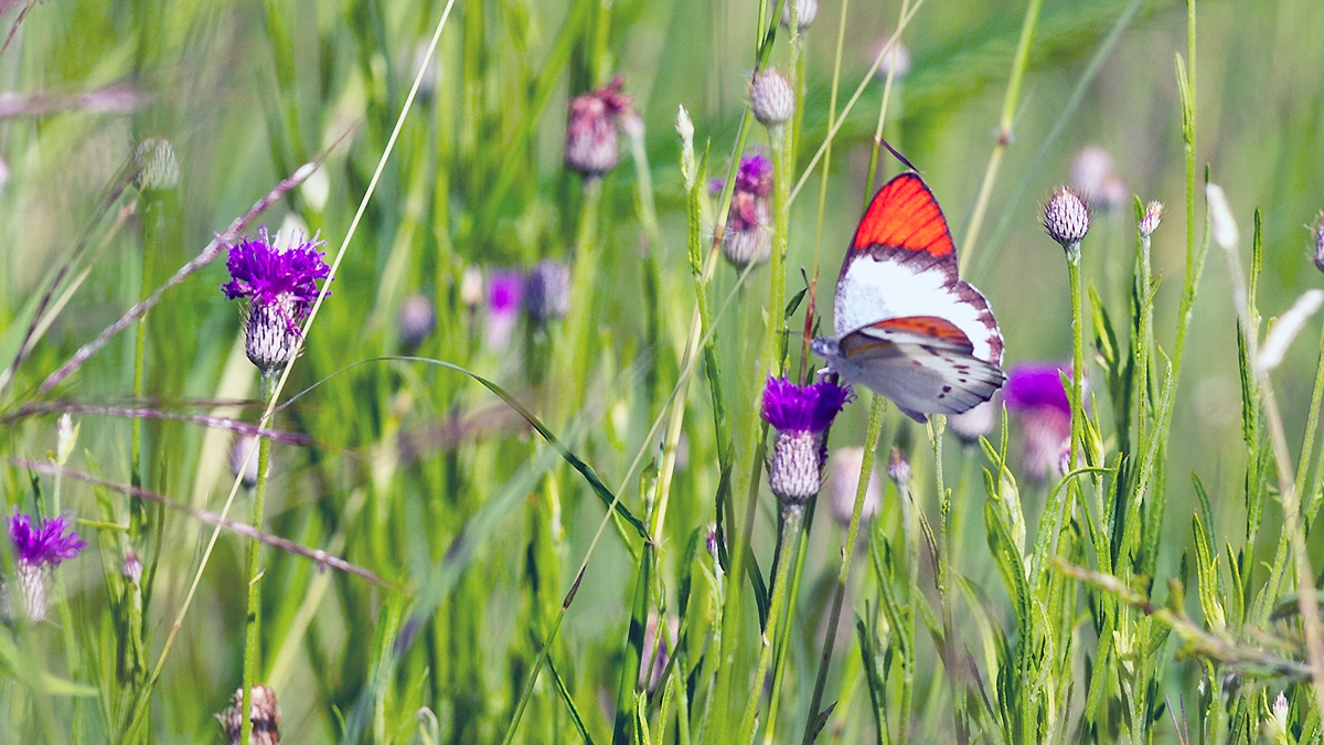 Common Orange Tip [Colotis evenina evenina]