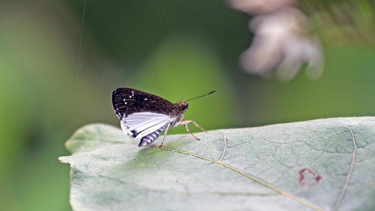 Unmarked Costus Skipper [Hypoleucis tripunctata]