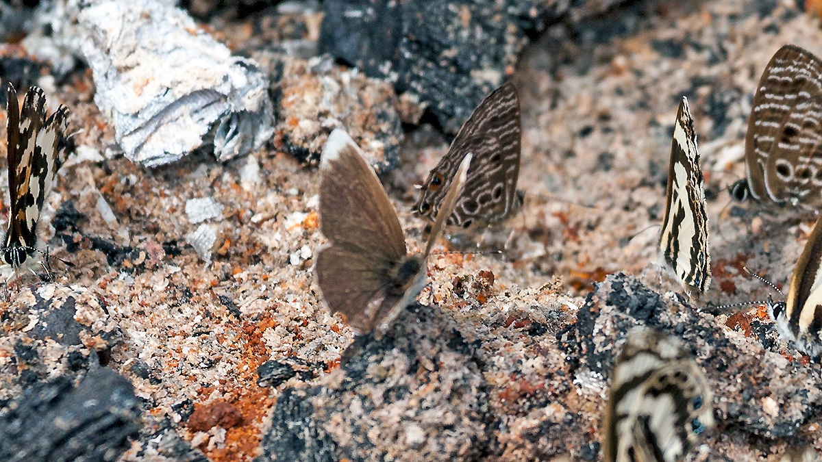 White-tipped Blue [Eicochrysops hippocrates]
