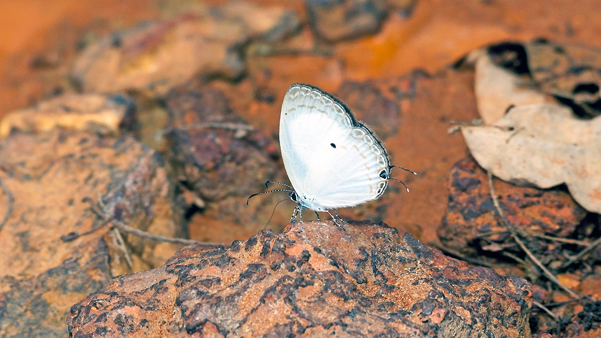 Common Ginger White [Oboronia punctatus]