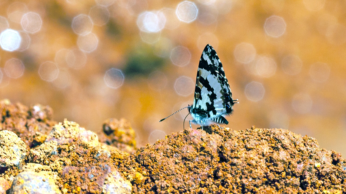 Lowland Branded Blue [Uranothauma falkensteini]