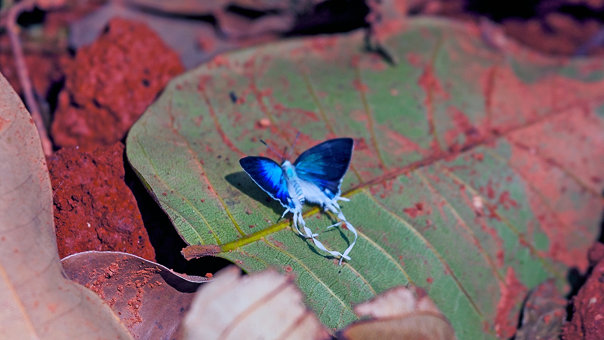 Fairy Hairstreak [Hypolycaena lebona]