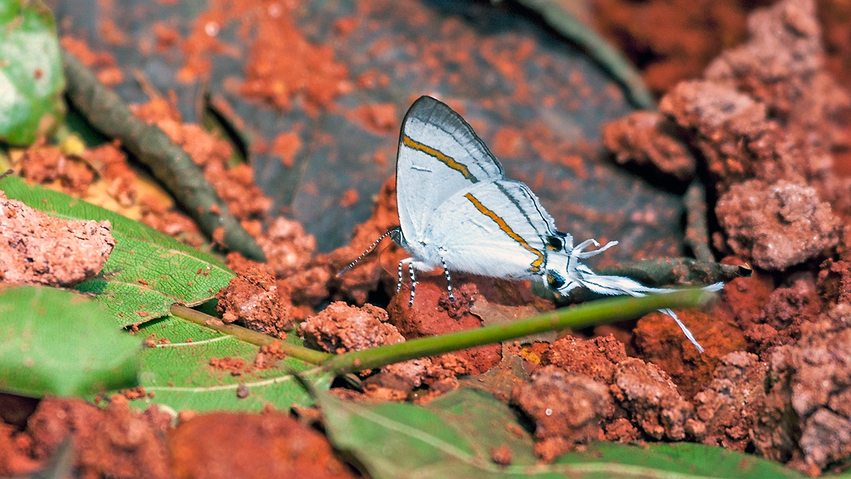 Common Fairy Hairstreak [Hypolycaena hatita]