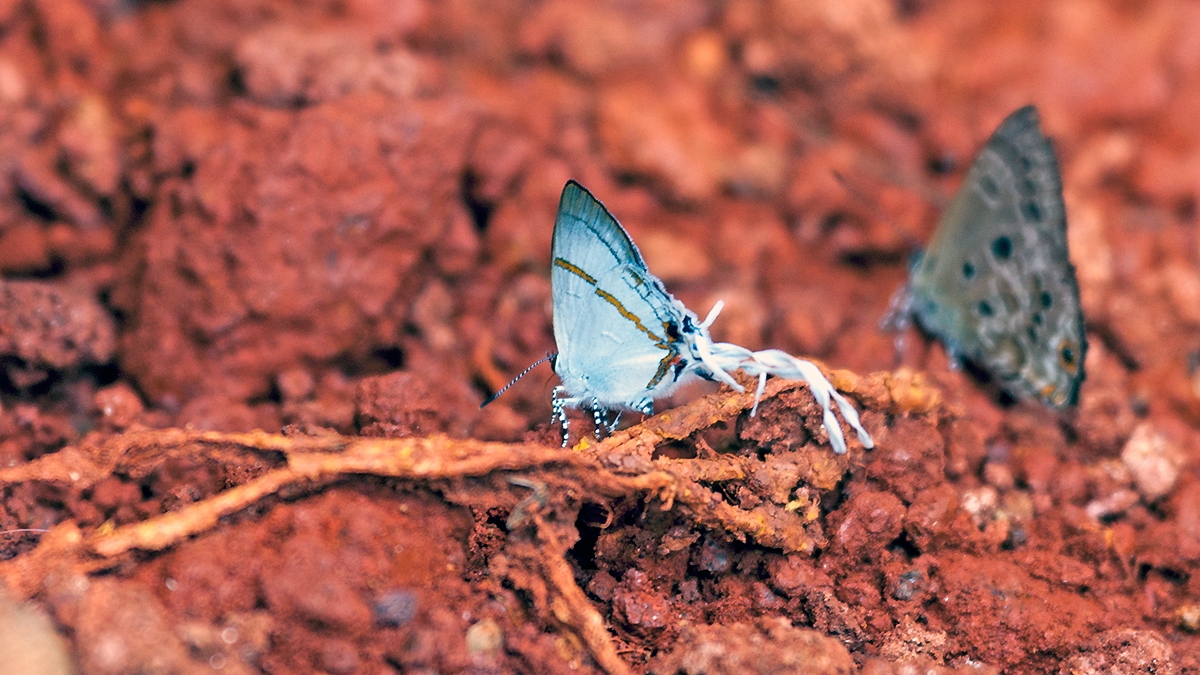 Fairy Hairstreak [Hypolycaena lebona]