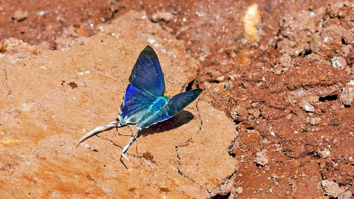 Common Fairy Hairstreak [Hypolycaena hatita]