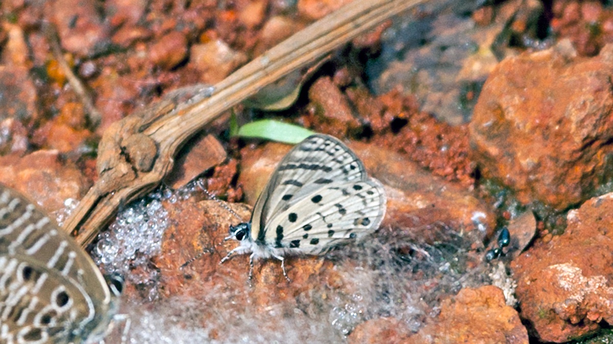 Thorn-tree Blue [Azanus moriqua]