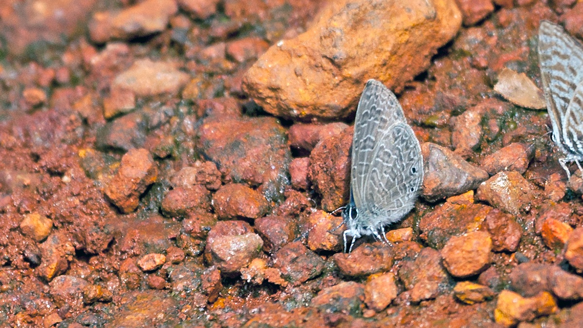 Dusky Line Blue [Pseudonacaduba sichela sichela]