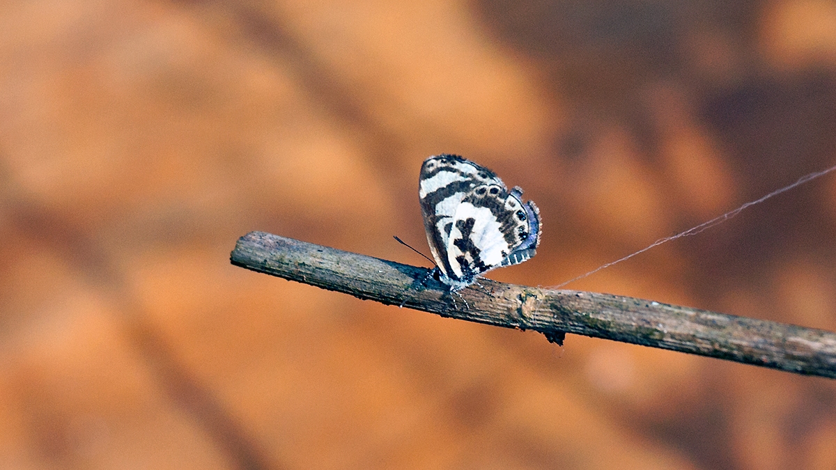 White-banded Babul Blue [Azanus isis]