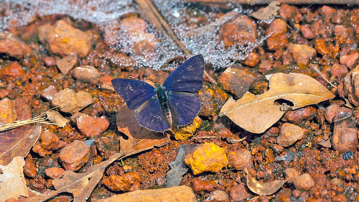 Spotted Hairtail [Anthene larydas]