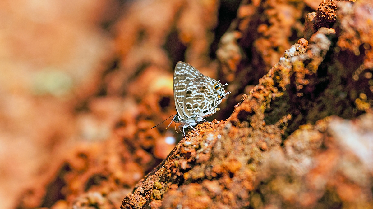 Spotted Hairtail [Anthene larydas]