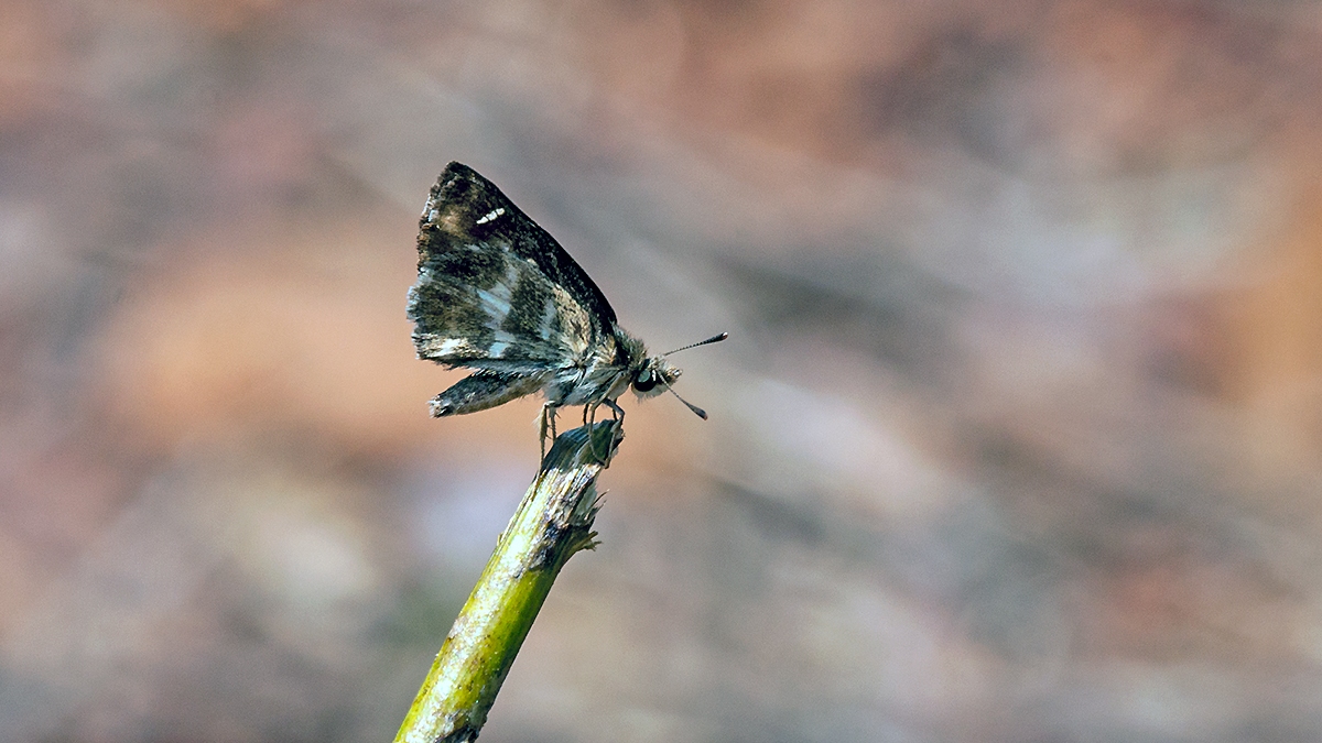 Marbled Skipper [Gomalia elma elma]