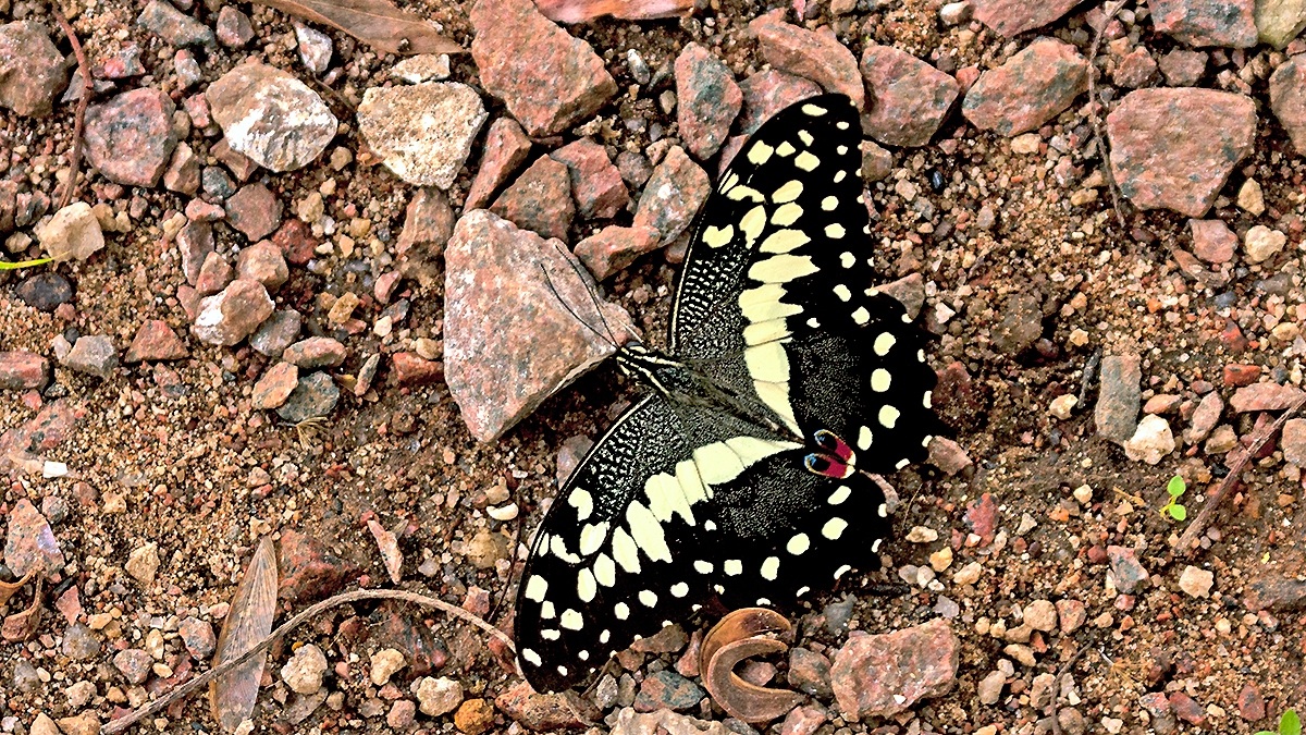 Citrus Swallowtail [Papilio demodocus]