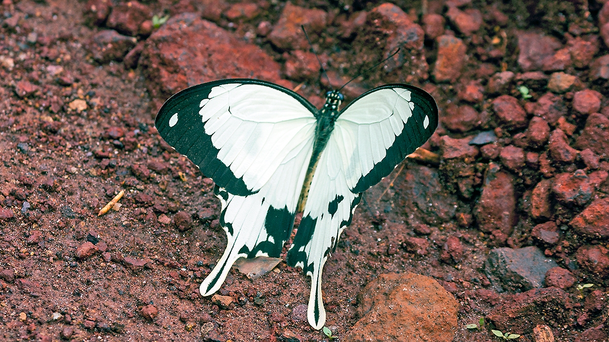 Mocker Swallowtail [Papilio dardanus]