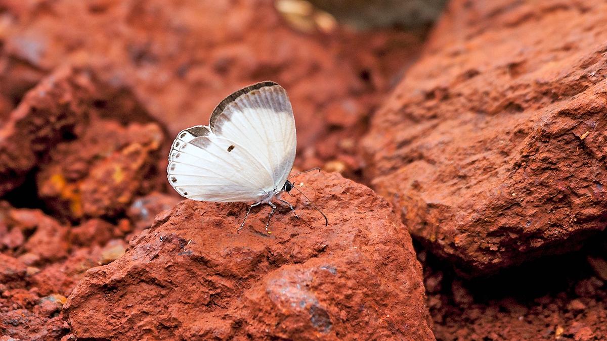 Untailed Ginger White [Oboronia ornata ornata]