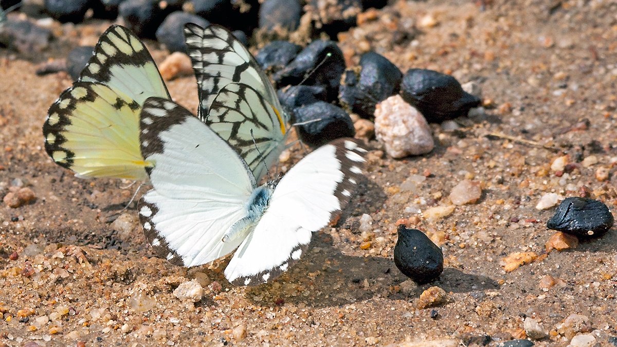African Common White [Belenois creona severina]