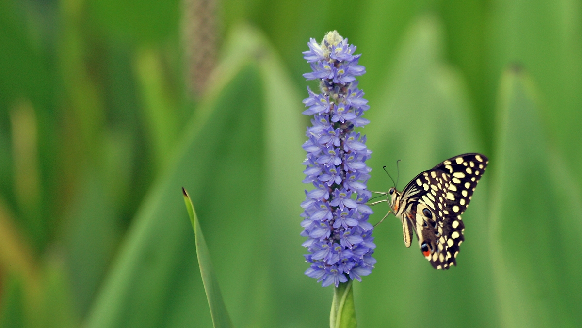 Citrus Swallowtail [Papilio demodocus]