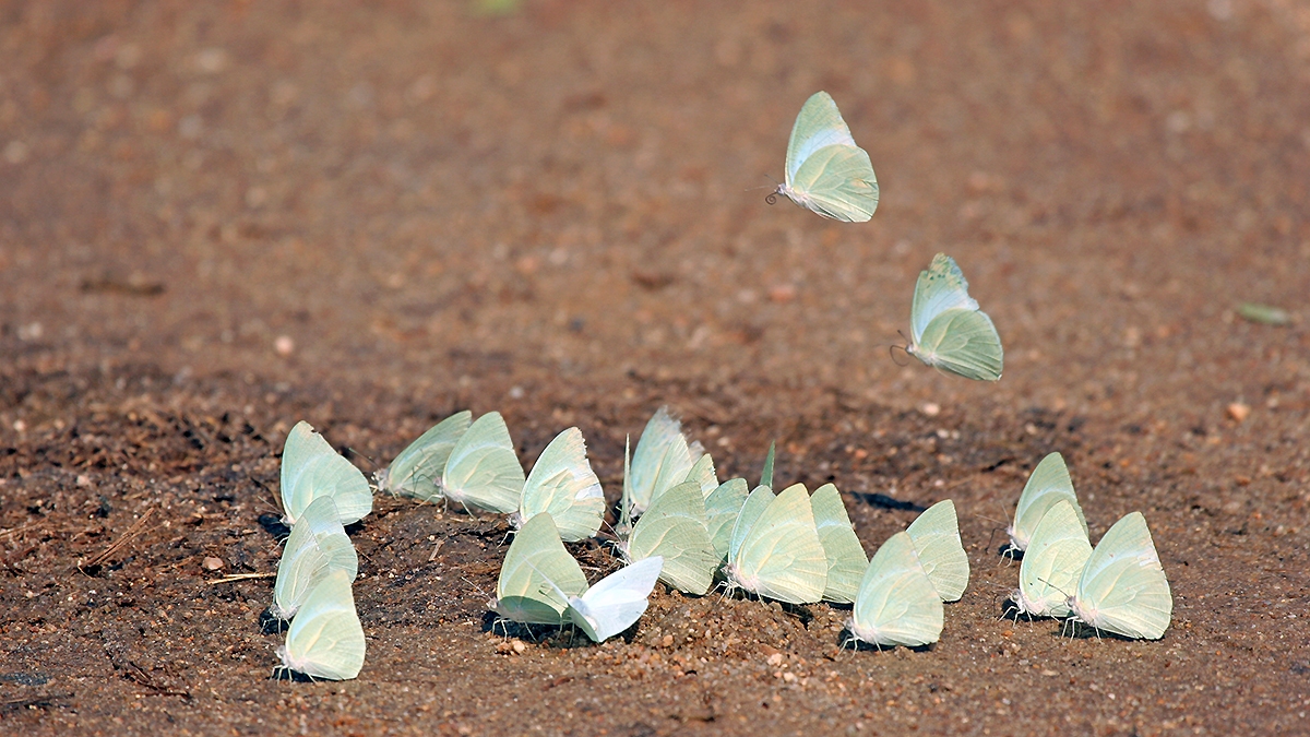 African Migrant [Catopsilia florella]