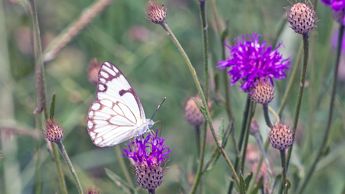 Brown-veined White [Belenois aurota aurota]