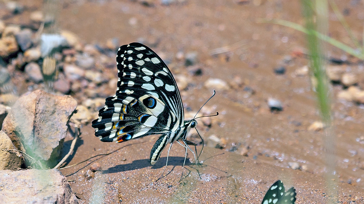 Citrus Swallowtail [Papilio demodocus]