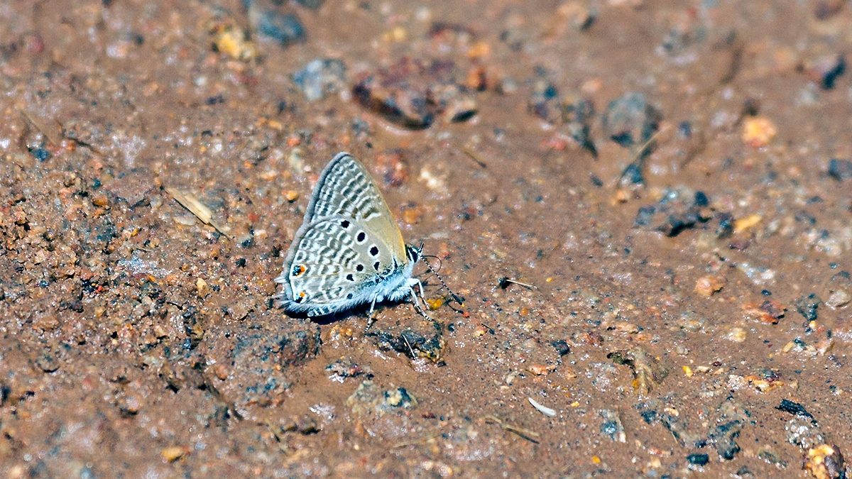 Black-striped Hairtail [Anthene amarah amarah]