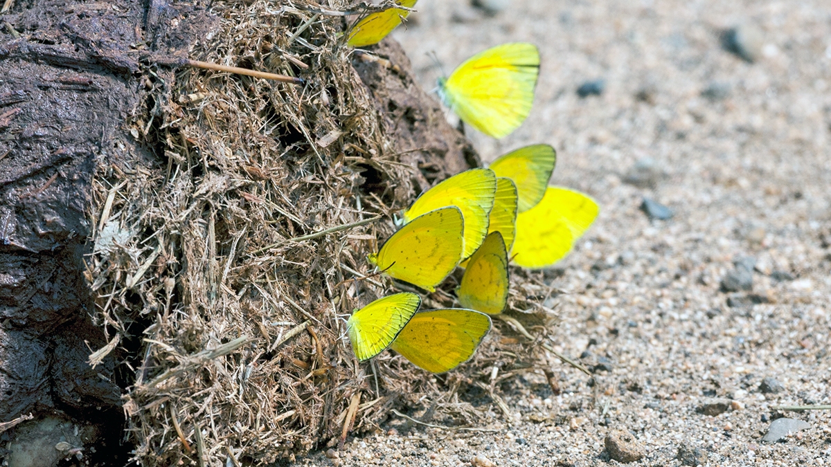Broad-bordered Grass Yellow [Eurema brigitta brigitta]